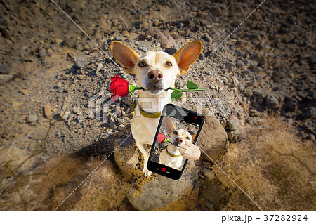 dog ready to go for a walk on valentines dog ready to go for a walk on valentines 37282924