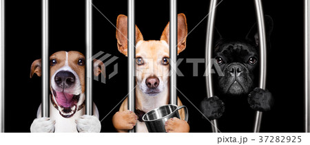 dogs behind bars in jail prison 37282925