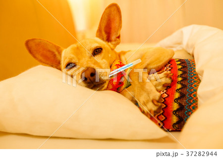 Sick ill sleeping dog 37282944