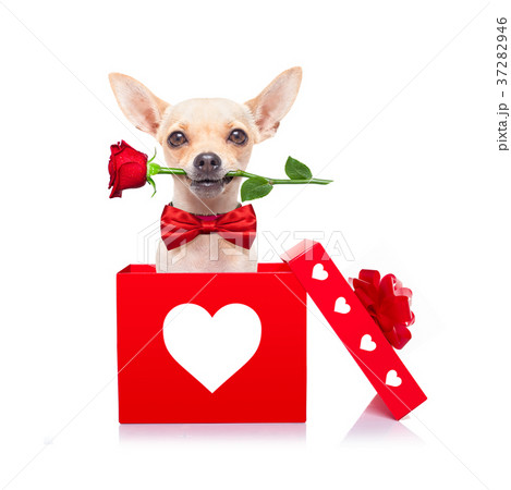 happy valentines dog 37282946