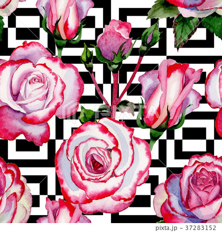 Wildflower hybrid rose flower pattern in a Wildflower hybrid rose flower pattern in a 37283152