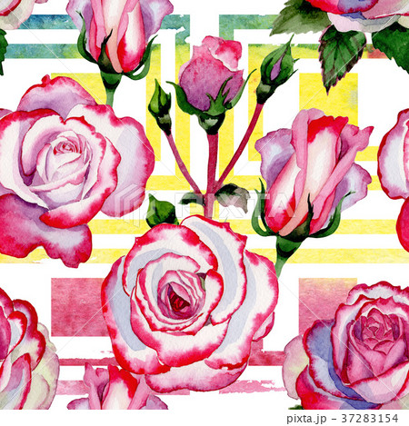 Wildflower hybrid rose flower pattern in a Wildflower hybrid rose flower pattern in a 37283154