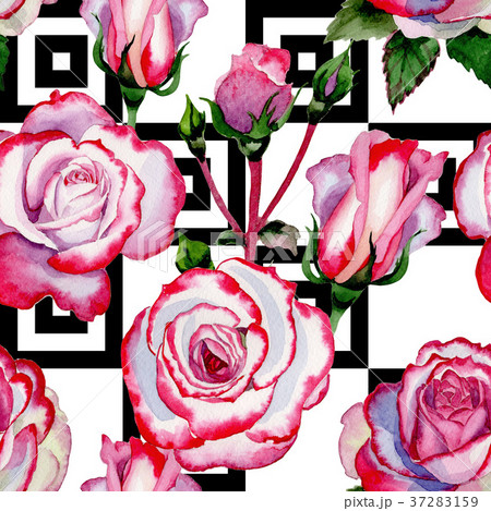 Wildflower hybrid rose flower pattern in a Wildflower hybrid rose flower pattern in a 37283159