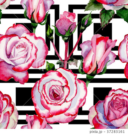 Wildflower hybrid rose flower pattern in a Wildflower hybrid rose flower pattern in a 37283161