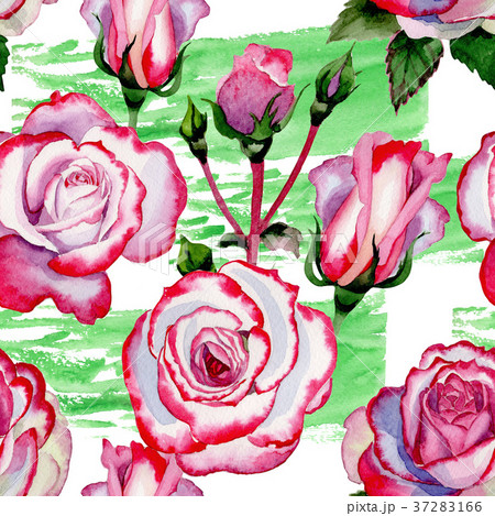 Wildflower hybrid rose flower pattern in a Wildflower hybrid rose flower pattern in a 37283166