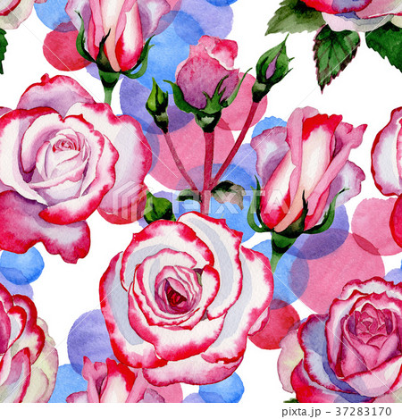 Wildflower hybrid rose flower pattern in a Wildflower hybrid rose flower pattern in a 37283170