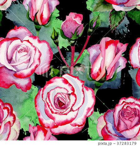 Wildflower hybrid rose flower pattern in a Wildflower hybrid rose flower pattern in a 37283179