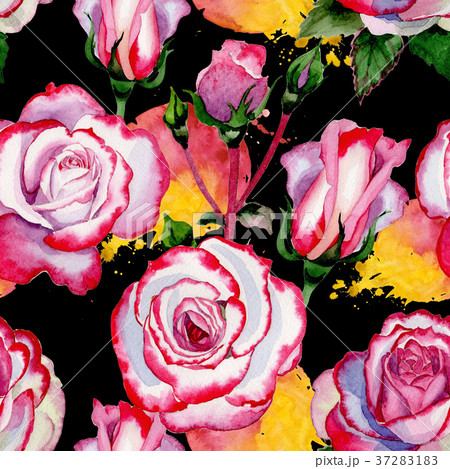Wildflower hybrid rose flower pattern in a Wildflower hybrid rose flower pattern in a 37283183