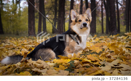 Dog on a walk in a beautiful autumn forest. 37284136