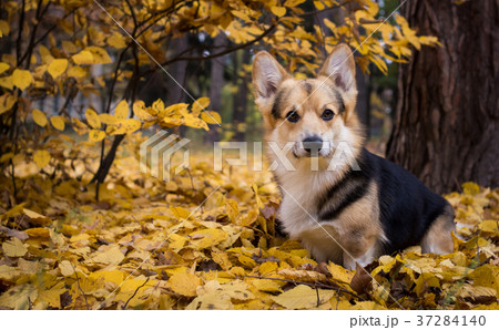 Dog on a walk in a beautiful autumn forest. 37284140