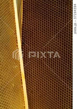 closeup of bees on honeycomb in apiary 37284394