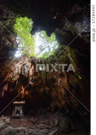 屋久島のウィルソン株 屋久島のウィルソン株 37284447