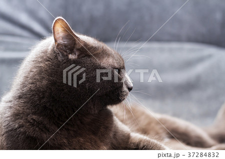 Impudent grey manchkin lying on the master bed and Impudent grey manchkin lying on the master bed and 37284832