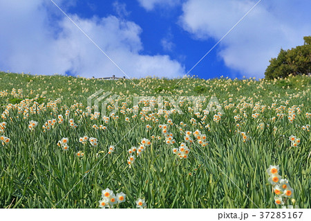 灘黒岩水仙郷 37285167