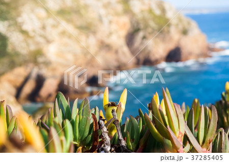 Beautiful, flowering plant on a clear sunny day Beautiful, flowering plant on a clear sunny day 37285405