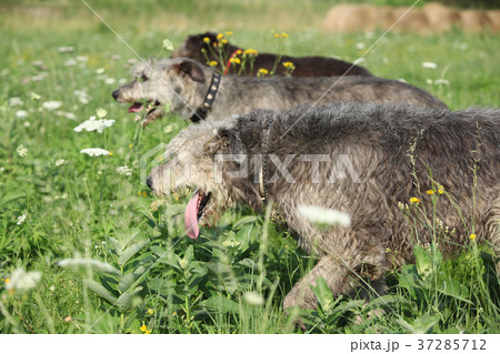 Irish wolfhounds running in nature Irish wolfhounds running in nature 37285712