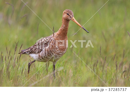Black-tailed godwit, Limosa limosa, in the grass Black-tailed godwit, Limosa limosa, in the grass 37285737