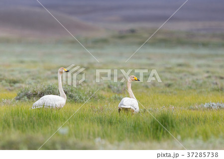 Whooper swans Cygnus cygnus on nordic land in 37285738