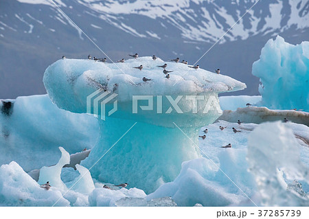 Arctic terns, Sterna paradisaea, resting on 37285739