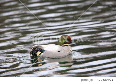 ヨシガモ 37286453