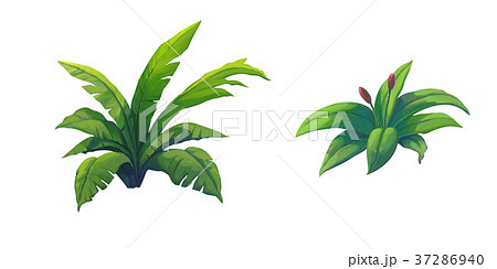 shrub for cartoon isolated on white background 37286940