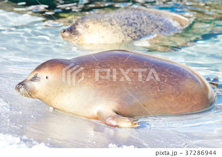 昼寝しているゴマフアザラシ 37286944