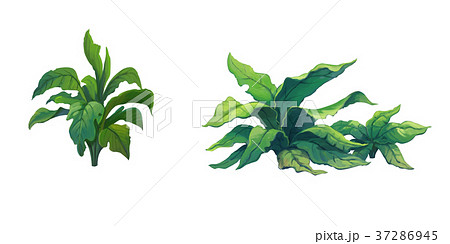 illustration shrub for cartoon illustration shrub for cartoon 37286945