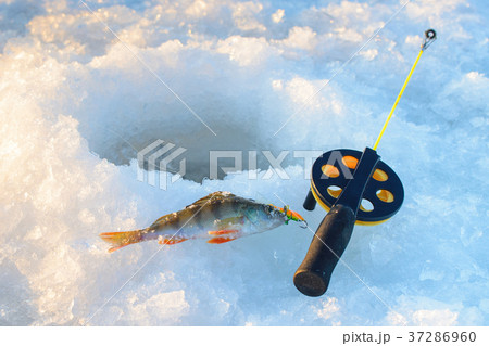 Perch fish with rod lying on the ice, closeup 37286960