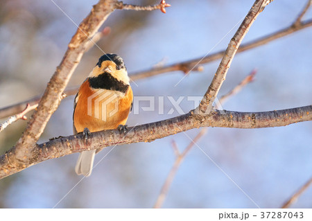 冬のヤマガラ 37287043