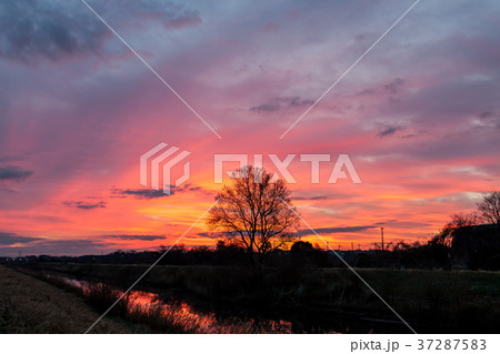 埼玉県　見沼田んぼの美しい朝焼けの風景 37287583