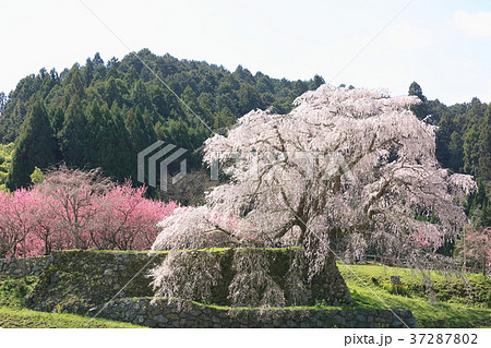 又兵衛桜満開 37287802