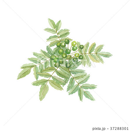 山椒　サンショウ 37288301