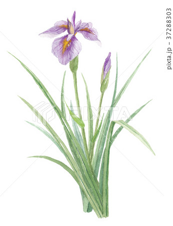 菖蒲 ショウブ 菖蒲 ショウブ 37288303