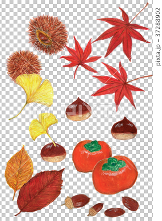 秋を感じるイラストレーションのイラスト素材