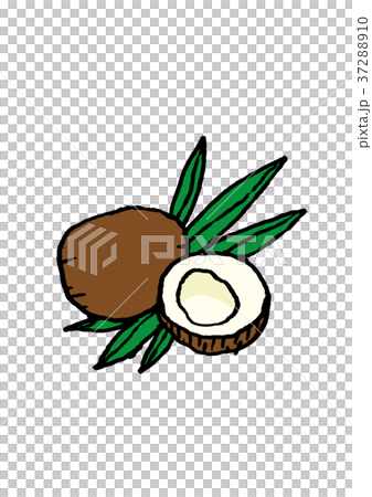 椰子插圖 37288910