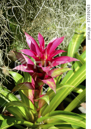 Bromeliad or Urn Plant kind of local Brazil Plant. 37289263
