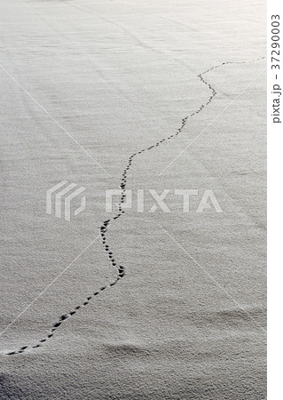 雪に足あと 37290003