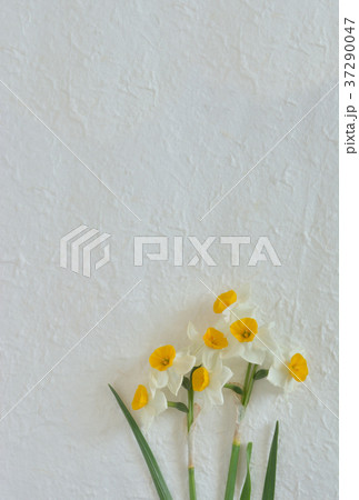 水仙の花 白バックの写真素材