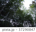竹林 37290847