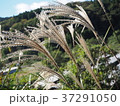 すすきと里山 37291050