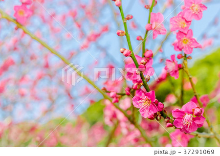 【千葉県】鋸山に咲く梅の花 【千葉県】鋸山に咲く梅の花 37291069
