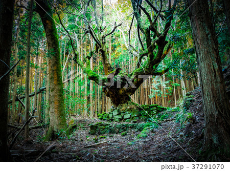 【千葉県】廃集落に残された大楓 37291070