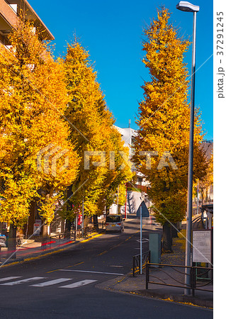 秋　人影のない銀杏並木 37291245