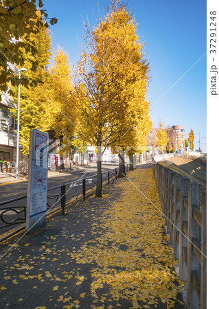 秋　人影のない銀杏並木 37291248
