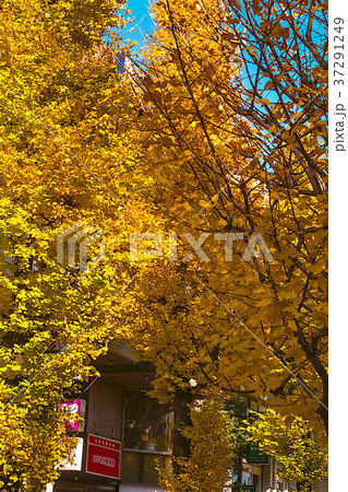 秋　人影のない銀杏並木 37291249