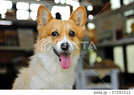 犬 狗 わんこ 37291312