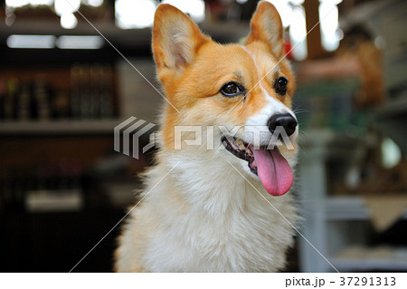 犬 狗 わんこ 37291313