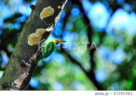 カラフル 多彩 色とりどり 37291461