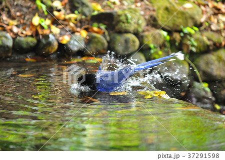 青色 青 青い 37291598