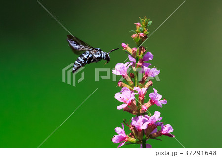 ブルービー ブルービー 37291648